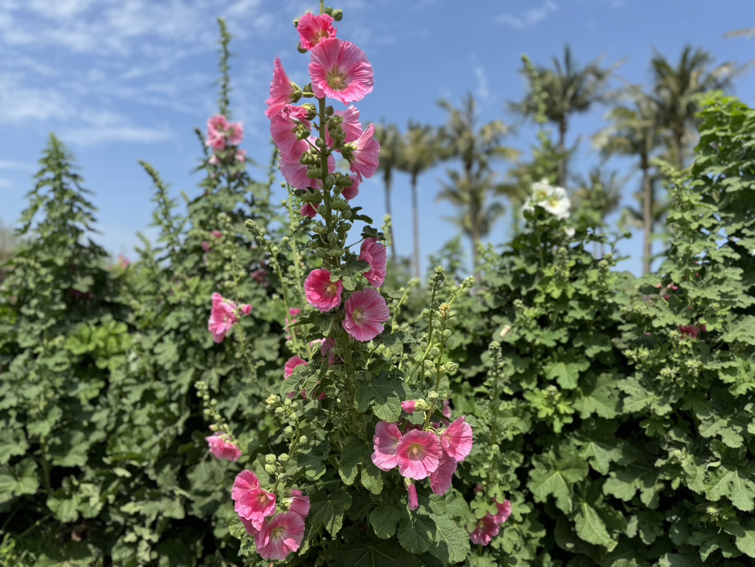 2025學甲蜀葵花文化節盛大登場　繽紛花海迎賓